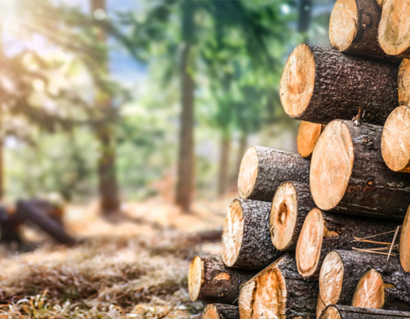 Cut down trees in sunny forest